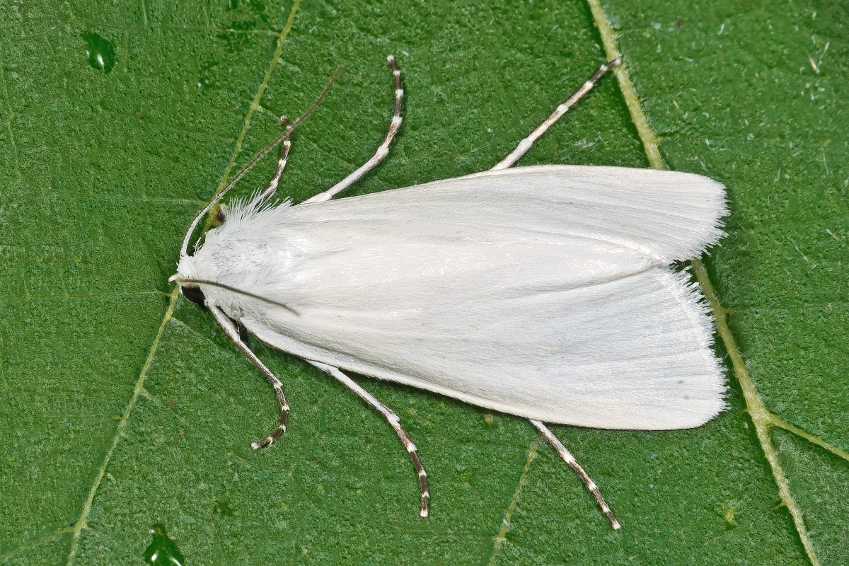 Hyphantria cunea